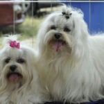 Wydłużony termin zgłoszeń do Wild Cup 2016